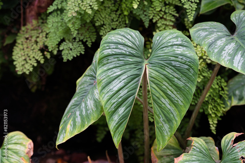 Philodendron Mamei growing fasciation towards wing type leaf. Plant fasciation.