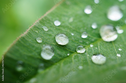Raindrops on a green leaf. Natural background.