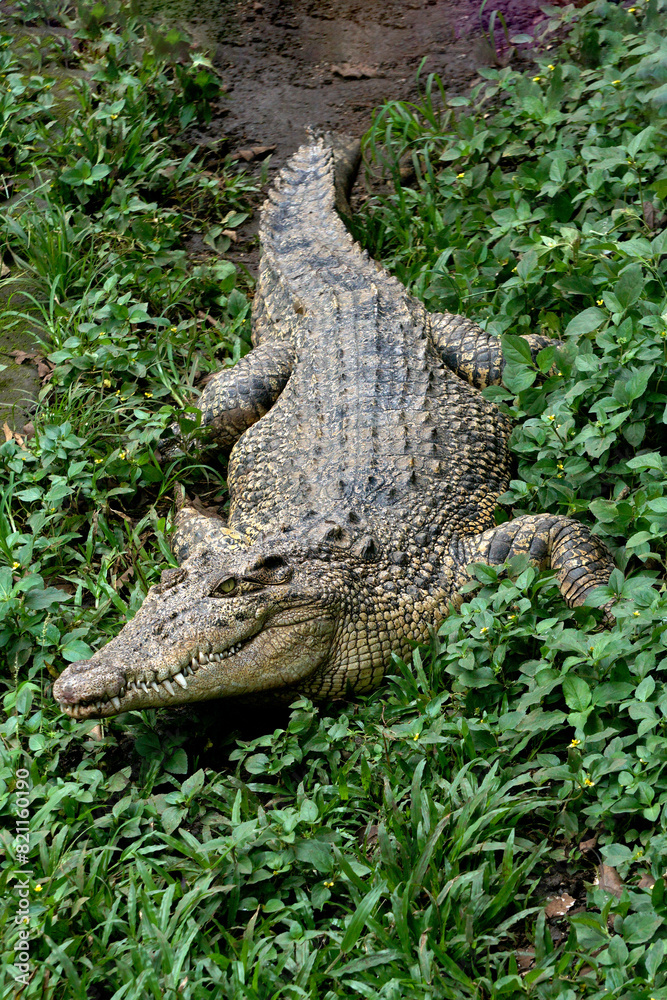 Estuarine crocodile (Crocodylus porosus) have a resting in a bandung zoo in bandung, west java, indonesia. Estuarine crocodile (Crocodylus porosus) have a resting in a bandung zoo in bandung, west java, indonesia.