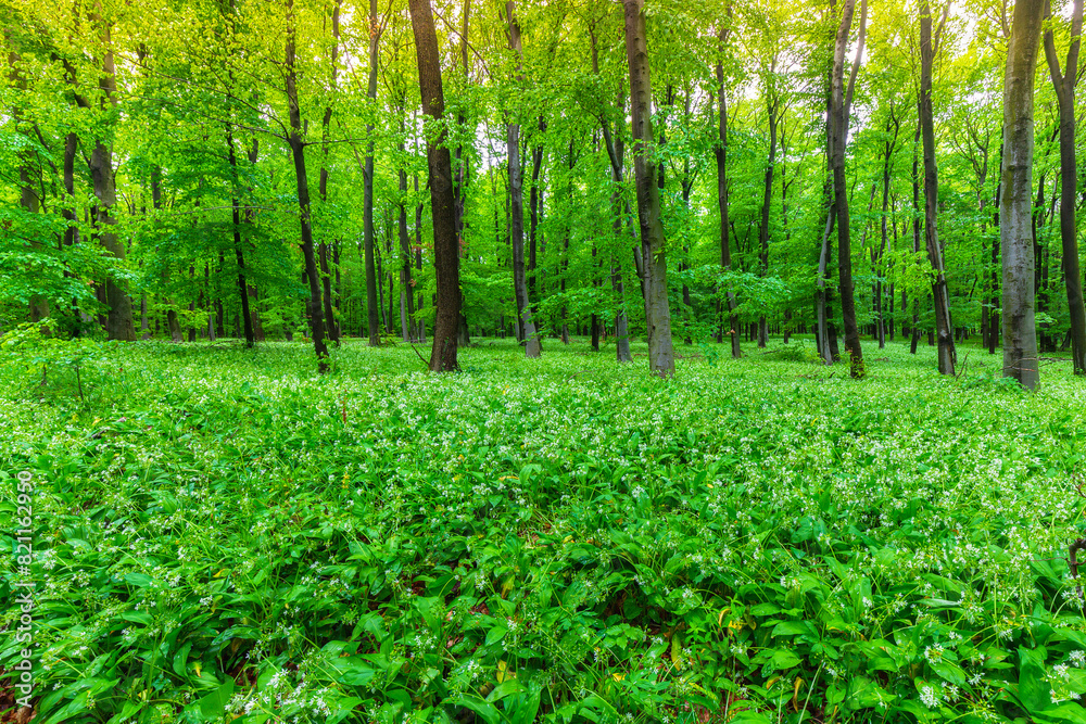 Birch forest. Lush green forest with beautiful white blossoming bears garlic flowers. Birch forest. Lush green forest with beautiful white blossoming bears garlic flowers.