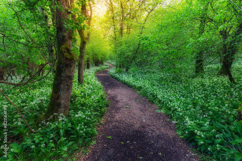 Winding forest path leading through lush green forest. Winding forest path lined with beautiful white bears garlic flowers.
Winding forest path leading through lush green forest. Winding forest path lined with beautiful white bears garlic flowers.