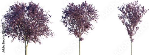 Prunus cerasifera autumn 4k png cutout isolate photo