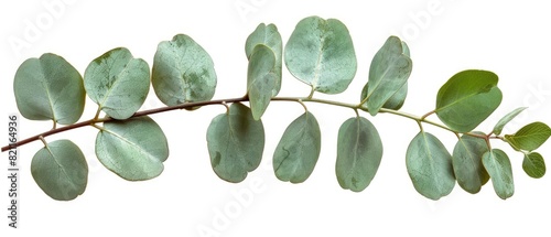 Eucalyptus branch with copyspace, isolated on a white background