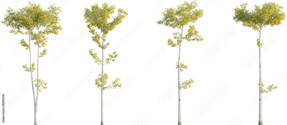 Fototapeta premium Populus tremuloides autumn 4k png cutout isolate