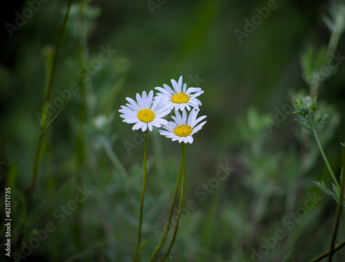 Cluster of three daisies in the shade