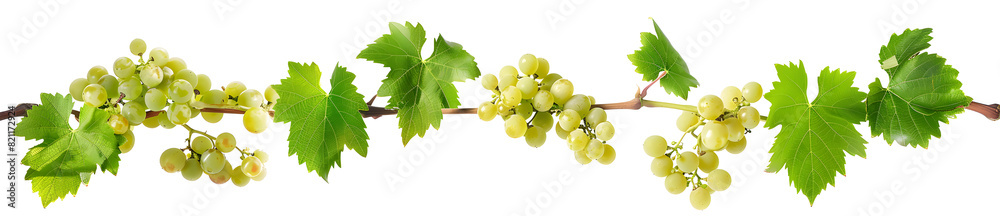 Vine leaves and grapes, wine making white grapes on a branch with leaves isolated on white background. Perfect for wine making or agriculture-related designs and promotions. Vine leaves and grapes, wine making white grapes on a branch with leaves isolated on white background. Perfect for wine making or agriculture-related designs and promotions.