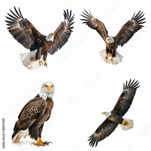 Majestic bald eagles in various poses