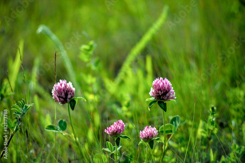 Clover blooms in a meadow in May