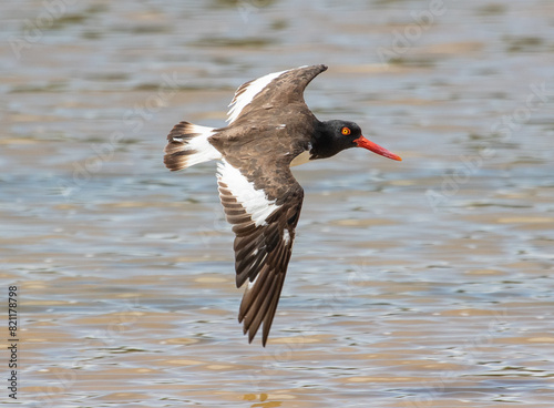 american oystercatcher