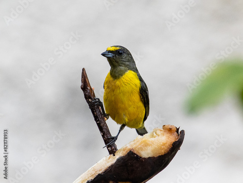 black and yellow bird © Leonardo Araújo