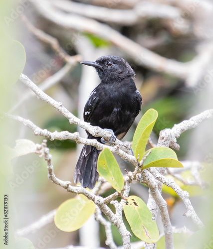 blackbird on a branch © Leonardo Araújo