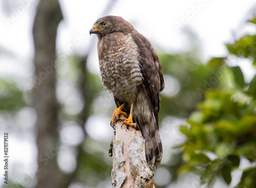 bird of prey © Leonardo Araújo