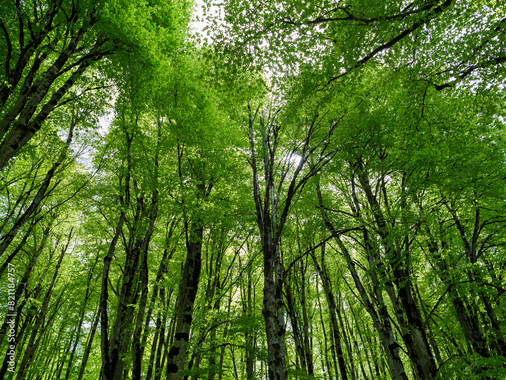 A dense forest with tall, green trees covered in fresh leaves, viewed from below during the daytime, creating a serene and calming atmosphere. A dense forest with tall, green trees covered in fresh leaves, viewed from below during the daytime, creating a serene and calming atmosphere.