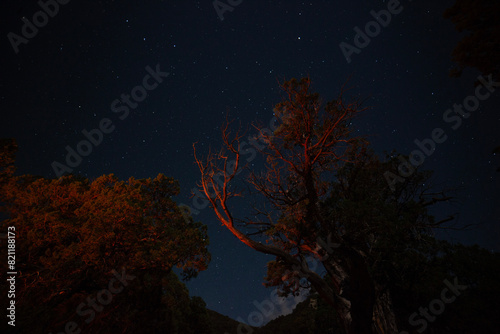 The glow of a campfire on an old tree with stars above