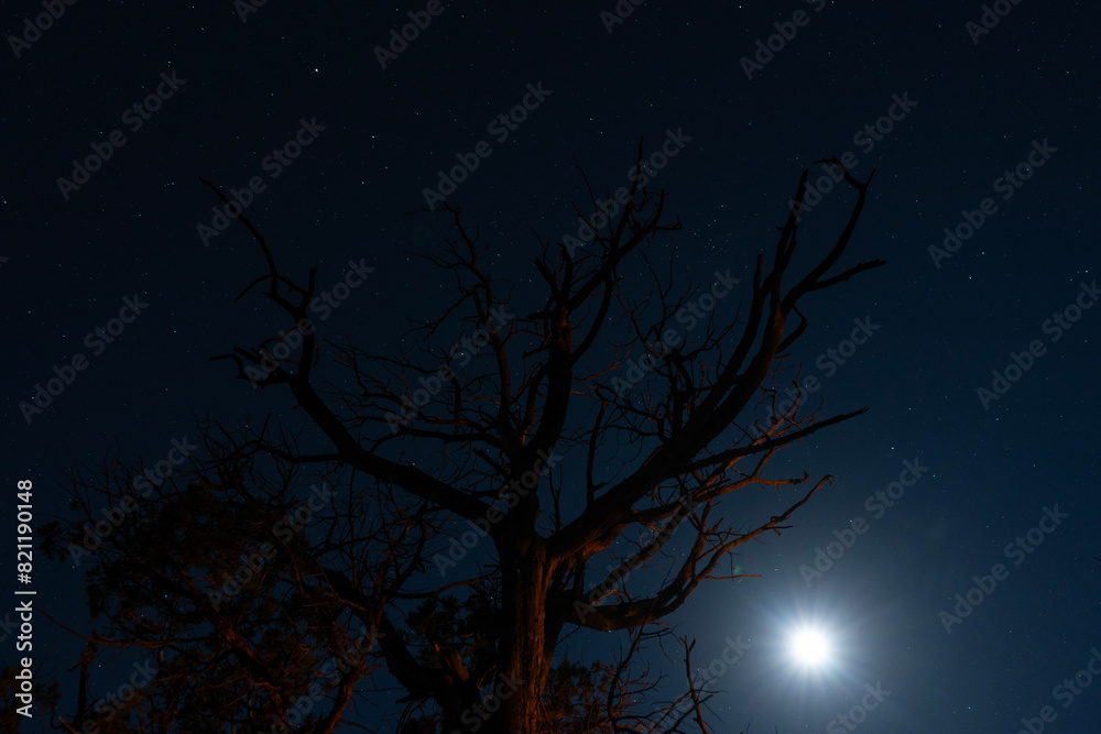 The stars and moon beyond a twisted old Juniper tree The stars and moon beyond a twisted old Juniper tree