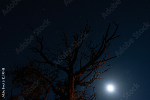 The stars and moon beyond a twisted old Juniper tree