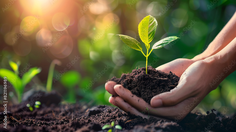 hands holding soil with a young plant on nature blur background