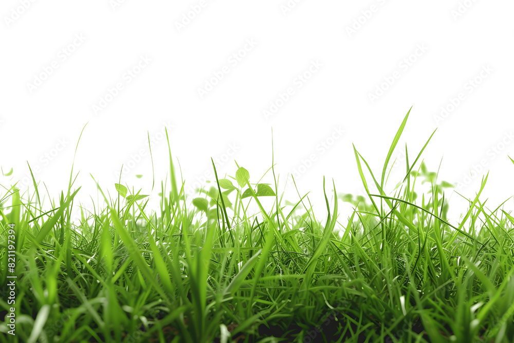 Obraz premium green grass isolated on white