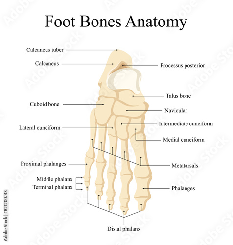 anatomy of human foot bone design for medical