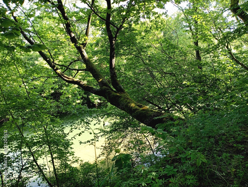 A tree that grows on a mountain slope and is placed above the surface of the water of the river that flows below. Beautiful natural landscapes. A tree that grows on a mountain slope and is placed above the surface of the water of the river that flows below. Beautiful natural landscapes.