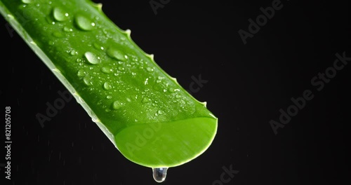 Slow Motion of Dropping Aloe Vera Liquid From Leaf. Aloe Vera Gel Dripping From Green Leaf Close-up on a Black