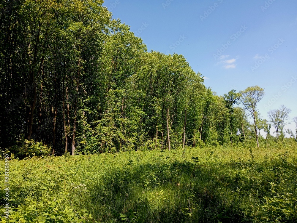 Obraz premium Green oak forest. Beautiful forest landscape with forest on sky background. A green glade in an oak summer forest.