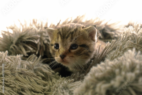 Baby cat shows kitten in fuzzy blanket closeup, tabby striped color.