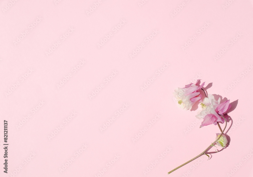 pink flowers on a pink background. Background, postcard, space for text, copy pink flowers on a pink background. Background, postcard, space for text, copy