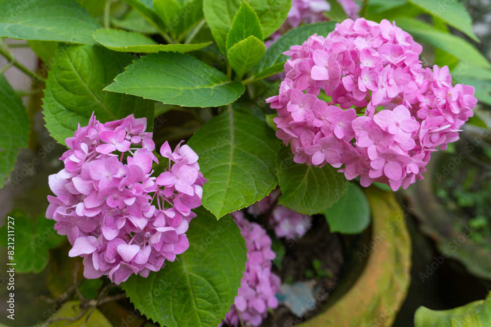 Beautiful Hydrangea Macrophylla flowers blooming in the spring season shot in Sony 6400 Beautiful Hydrangea Macrophylla flowers blooming in the spring season shot in Sony 6400