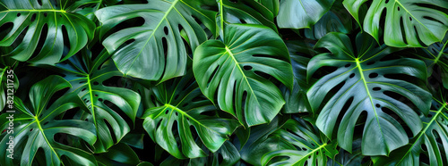 A dense tropical foliage of monstera leaves with rich green hues and natural patterns, displaying a lush, vibrant background.