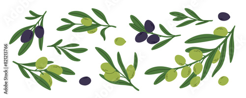 Mediterranean olive twigs. Tree branches with green and black fruits. Organic natural product. Short sprigs with leaves. Agriculture plant. Vegan ingredient. Garish vector botanical set