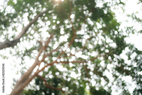 Sunlight Filters Through Gr...