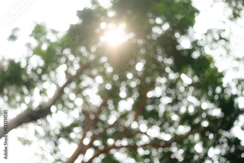 Sunlight Filters Through Gr...