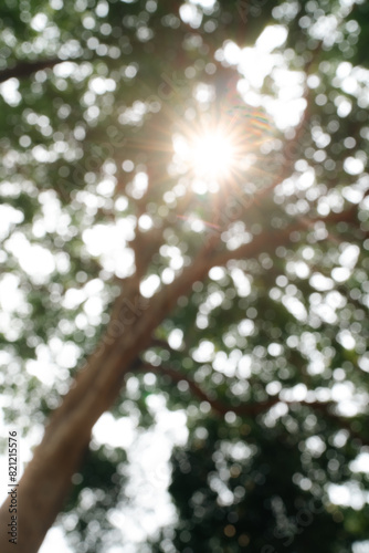 Sunlight Filters Through Gr...