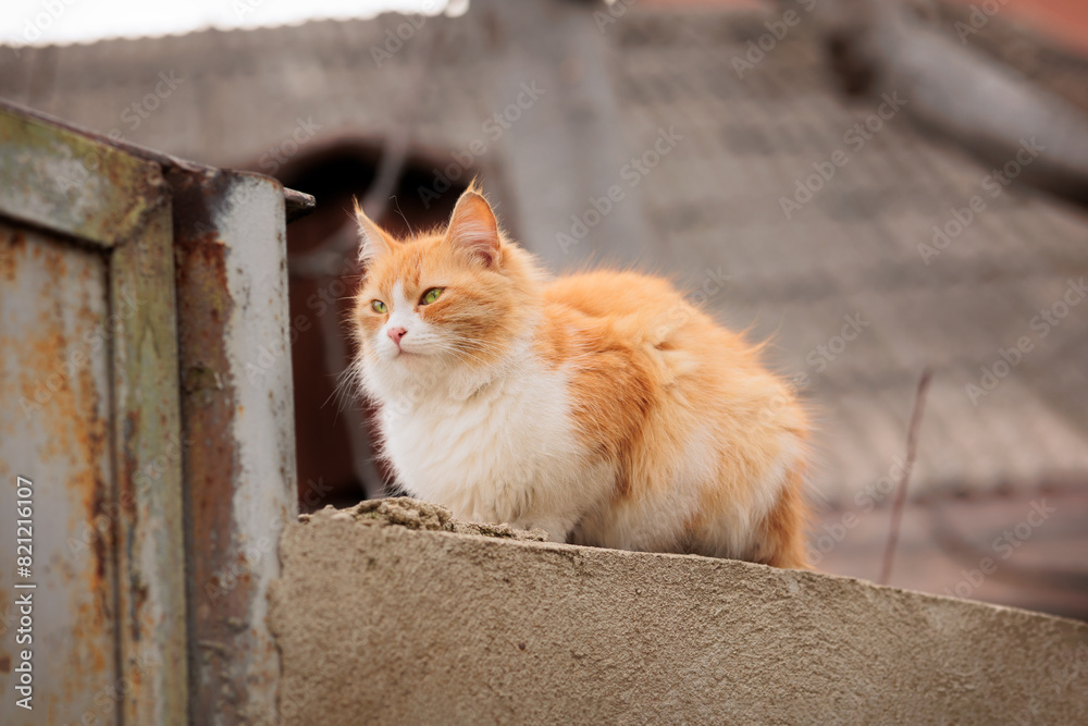 a cute red cat sits on an old fence near the house. Old town of Tbilisi, Georgia a cute red cat sits on an old fence near the house. Old town of Tbilisi, Georgia