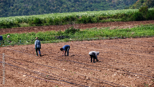 Farmers preparing rows of soil before planting. Furrows row pattern in a plowed field prepared for planting crops in spring. view of land prepared for planting and cultivating the crop.