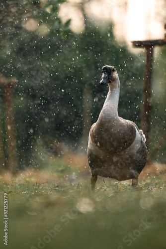 A duck is standing in the grass with rain falling on it photo