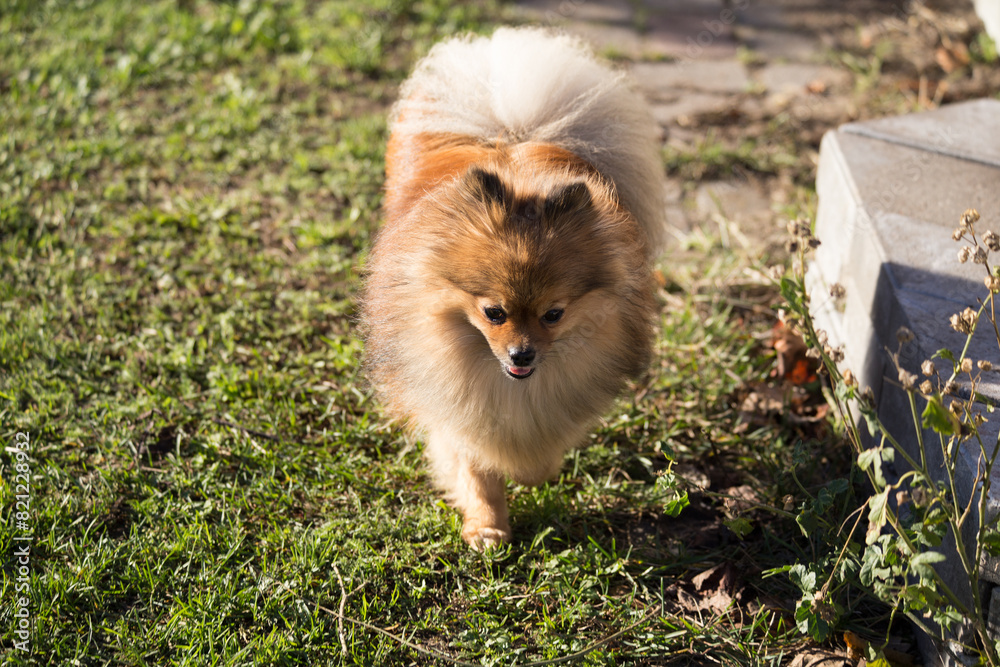Red Pomeranian dog on green grass. Red Pomeranian dog on green grass.