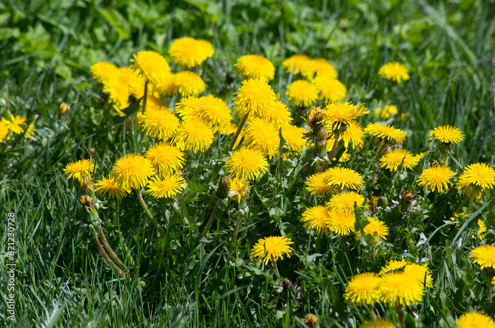 Fototapeta premium Yellow dandelions close-up in green grass.