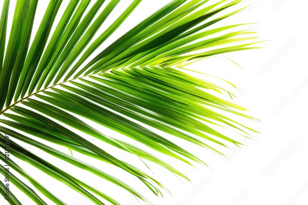 Obraz premium Palm Leave. Coconut Palm Leaf in Abstract Green and White Garden Background