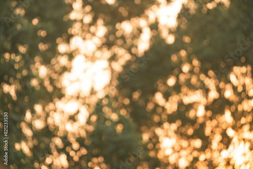 Sunlight Filters Through Gr...