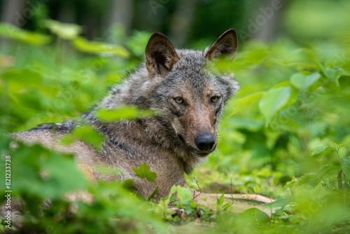 Wolf portrait in summer forest. Wildlife scene from nature