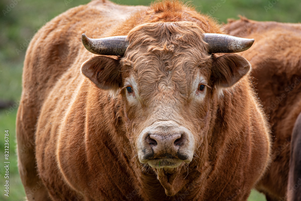 young blonde or redhead bull looking at camera young blonde or redhead bull looking at camera