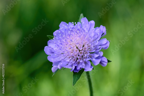 Blau lila Blüte einer Skabiose (Scabiosa) - Nahaufnahme vor grünem Bokeh einer Wiese