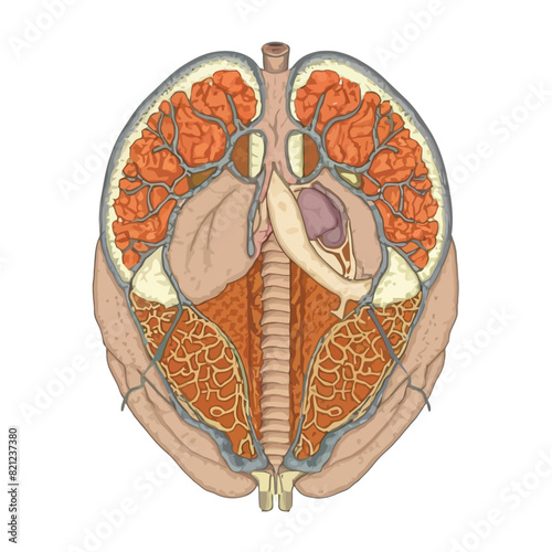  vector icons illustrating for human body anatomy part with muscular and skeleton like hart and brain 
