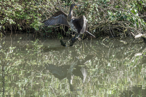 cormorant phalacrocorax carbo perched on a branch in the river drying wings with reflection in the water photo