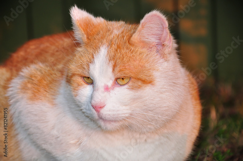 Domestic cat. © Levente Varga