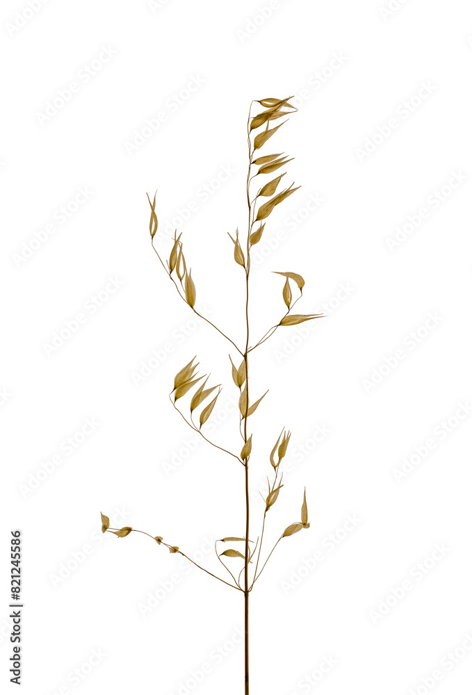 stem of oats dry plant isolated on white background