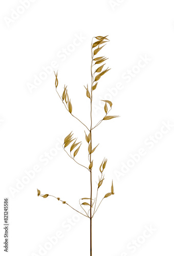 Obraz na płótnie stem of oats dry plant isolated on white background w salonie