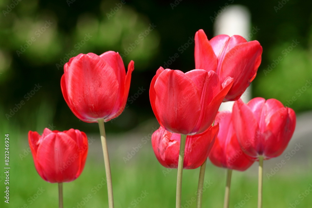 Fototapeta premium Tulip.